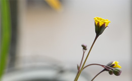 室內靜物拍攝常用參數